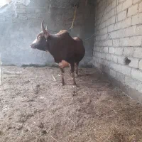 ورزا