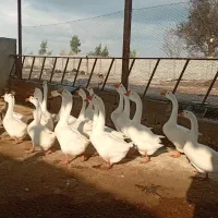 قو غاز|حیوانات مزرعه|گرگان, |دیوار