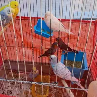 قناری|پرنده|قم, شهرک فاطمیه|دیوار