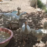 جفت غاز با جفت مرغ قیمت مناسب