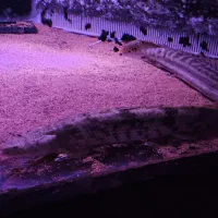 تعدادی ماهی پلی از ۳۰ سانت تا ۵۵ سانت