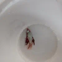 فایتر|ماهی|اسلام‌شهر, مطهری|دیوار