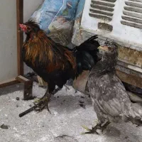 مرغ خروس جوان