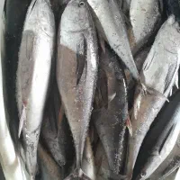 نیروی جوان خانم آقا برای پروتئینی مرغ گوشت ماهی