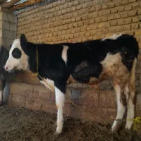 گوساله مونت بیلیارد