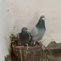 کبوتر مسافتی