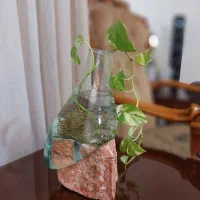 پیچک تزئینی|گل و گیاه طبیعی|اهواز, کیان اباد|دیوار