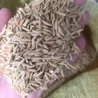 چلتوک علی کاظمی