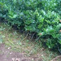 یاس هلندی سطل ۳نیم|خدمات باغبانی و درختکاری|رودسر, |دیوار