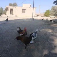 مرغ و خروس|حیوانات مزرعه|بندرعباس, |دیوار