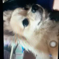 سگ کوچولو پامر واگذار میشه