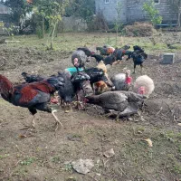 مرغ و خروس محلی تخم گذار