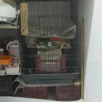 فروش دو عدد لانه و یک عدد قفس بزرگ عروس هلندی