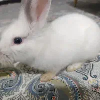 خرگوش سفید