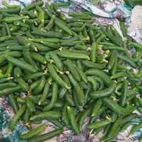 خیاربرای خیارشوری کیلویی۹۰تومن.