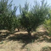 فروش باغ 550 متری/کرج تنکمان/سند کد رهگیری دار|فروش دفتر صنعتی، کشاورزی، تجاری|تنکمان, |دیوار