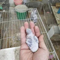 تعدادی پرنده خونگی|پرنده|جیرفت, |دیوار