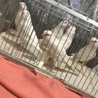 قناری|پرنده|قزوین, |دیوار