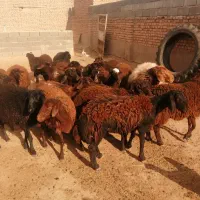 22راس بره ماده افشاری و گله گرد.|حیوانات مزرعه|اسفراین, |دیوار