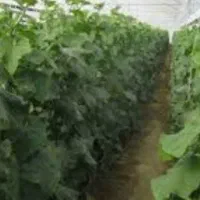 گلخانه وزمین کشاورزی درپیشوا