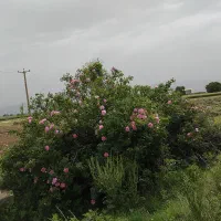 گل محمدی|گل و گیاه طبیعی|قاسمآباد (خواف), |دیوار