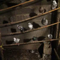 کبوتر پرشی|پرنده|کوچصفهان, |دیوار