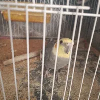 پرنده|پرنده|تربت‌حیدریه, حاجی یار‎|دیوار