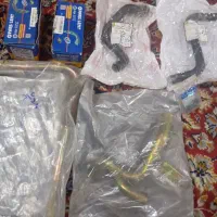 پرنده|پرنده|زاهدان, |دیوار