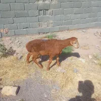 یگ راس بره چینی نر