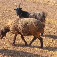 بزشیرازی|حیوانات مزرعه|کبودرآهنگ, |دیوار