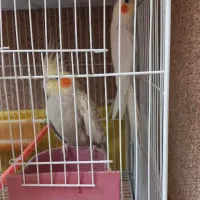 دو جفت عروس هلندی