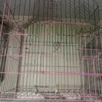 عروس هلندی|پرنده|هشتگرد, شهرک بوستان|دیوار