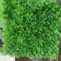 گرین وال سرخس