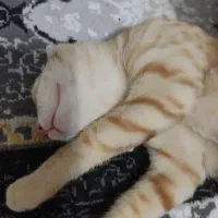 گربه dsh