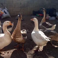 قوغاز نروماده