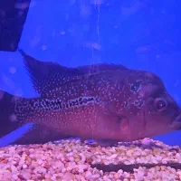 ماهی فلاور ماده توافقی معاوضه