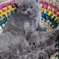 بریتیش‌بلو‌ خاص