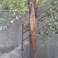 درخت بیدتنه درخت