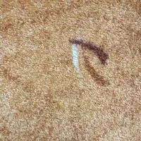 موکت ظریف مصور|موکت|شیراز, مسلم|دیوار