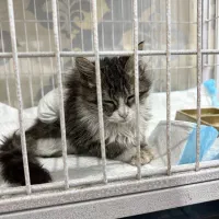 سرپرستی گربه|گربه|پردیس, فاز ۴|دیوار