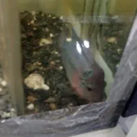 فلاور|ماهی|مشهد, شهید معقول|دیوار