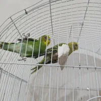 مرغ عشق