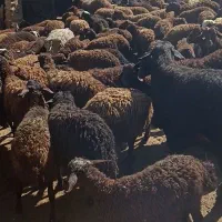 بره چاق وبره لاغر پرواری گوساله وگوشت