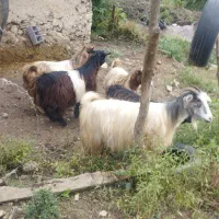 گوسفند بز