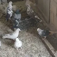 کبوتر|پرنده|گلستان (تهران), |دیوار