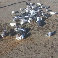 فروش کبوتر رنگی وپرشی