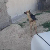 سگ شکار