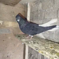 دمسفید|پرنده|کارون, |دیوار