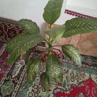 گل طبیعی دیفن باخیا