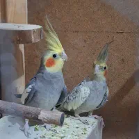 عروس هلندی|پرنده|قم, نیروگاه|دیوار